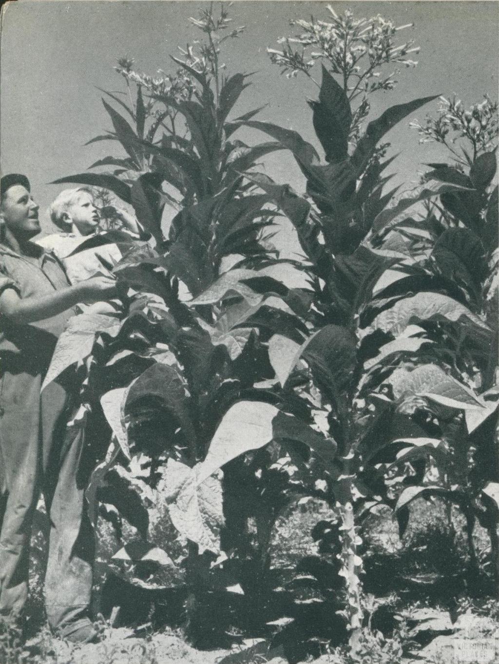 Tobacco growing, Myrtleford, c1952