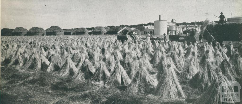 Flax de-seeding operations, stacks and mill, Lake Bolac, c1952