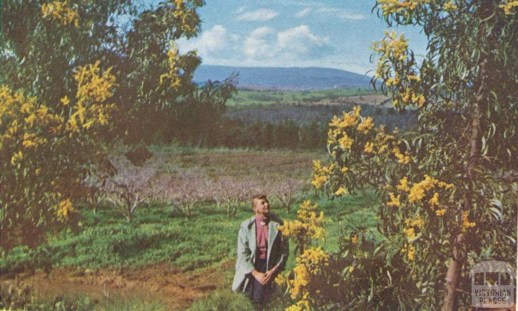 Wattle with the Dandenongs in the background, 1958