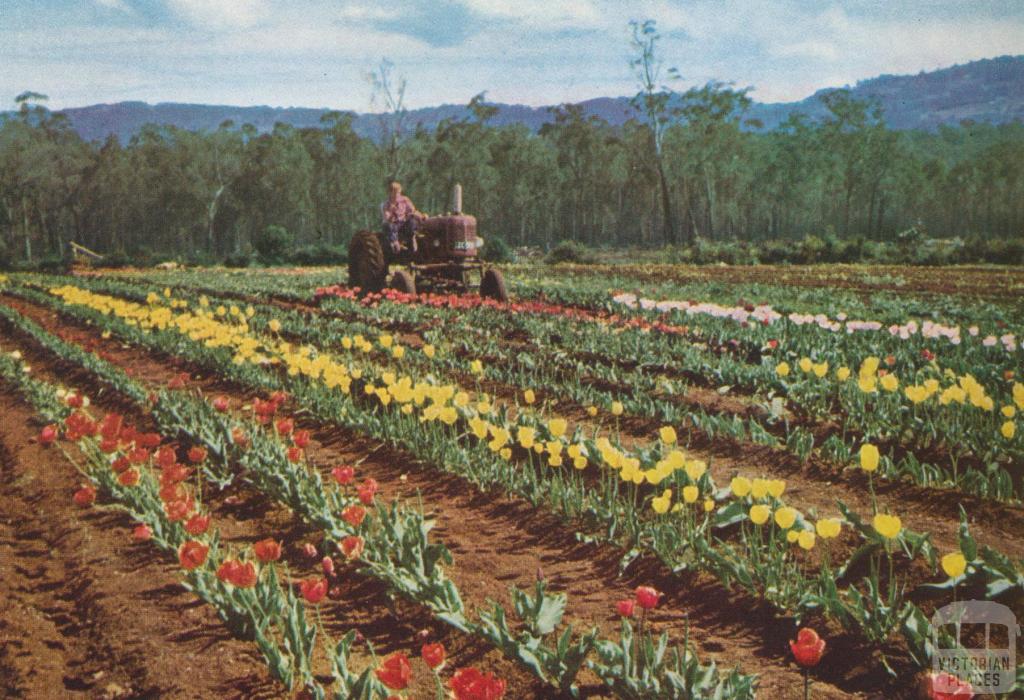 Tulip Farm, Monbulk, 1958