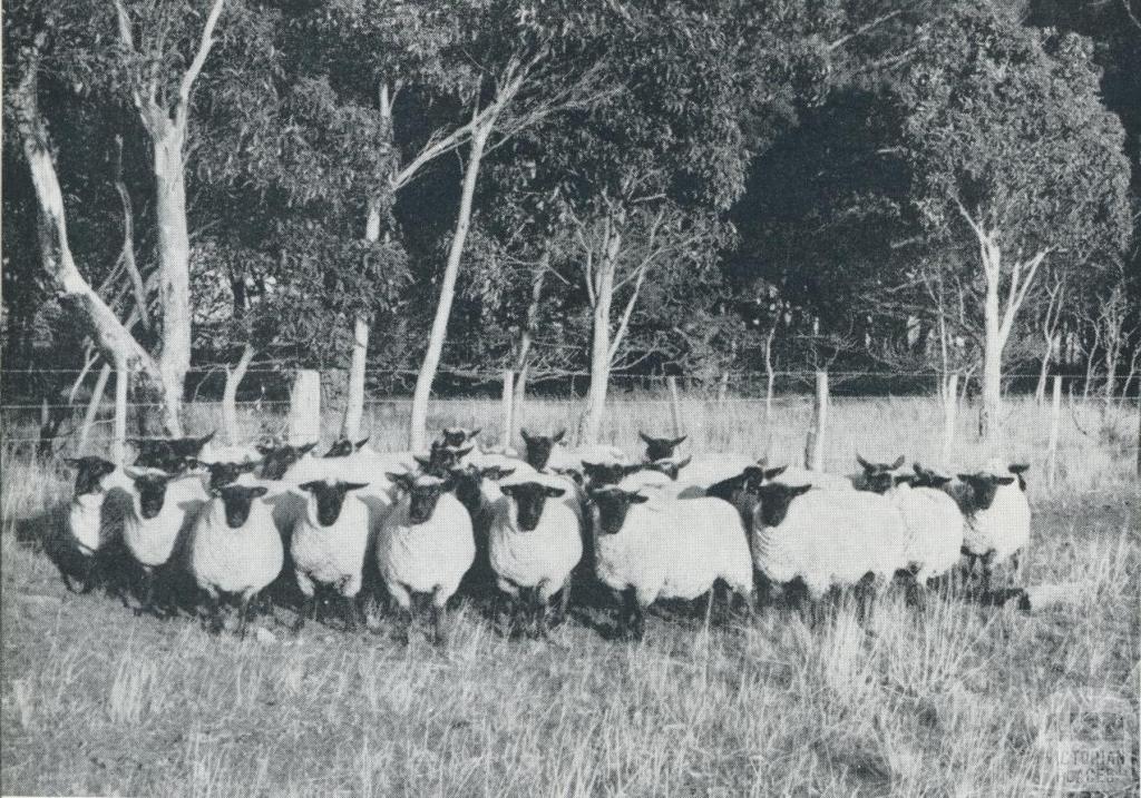 Stud Suffolk Sheep, Orford, 1958