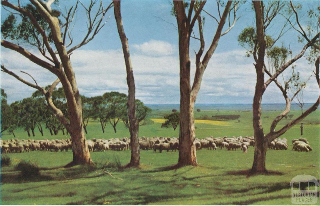 Sheep at pasture, Meredith, 1958