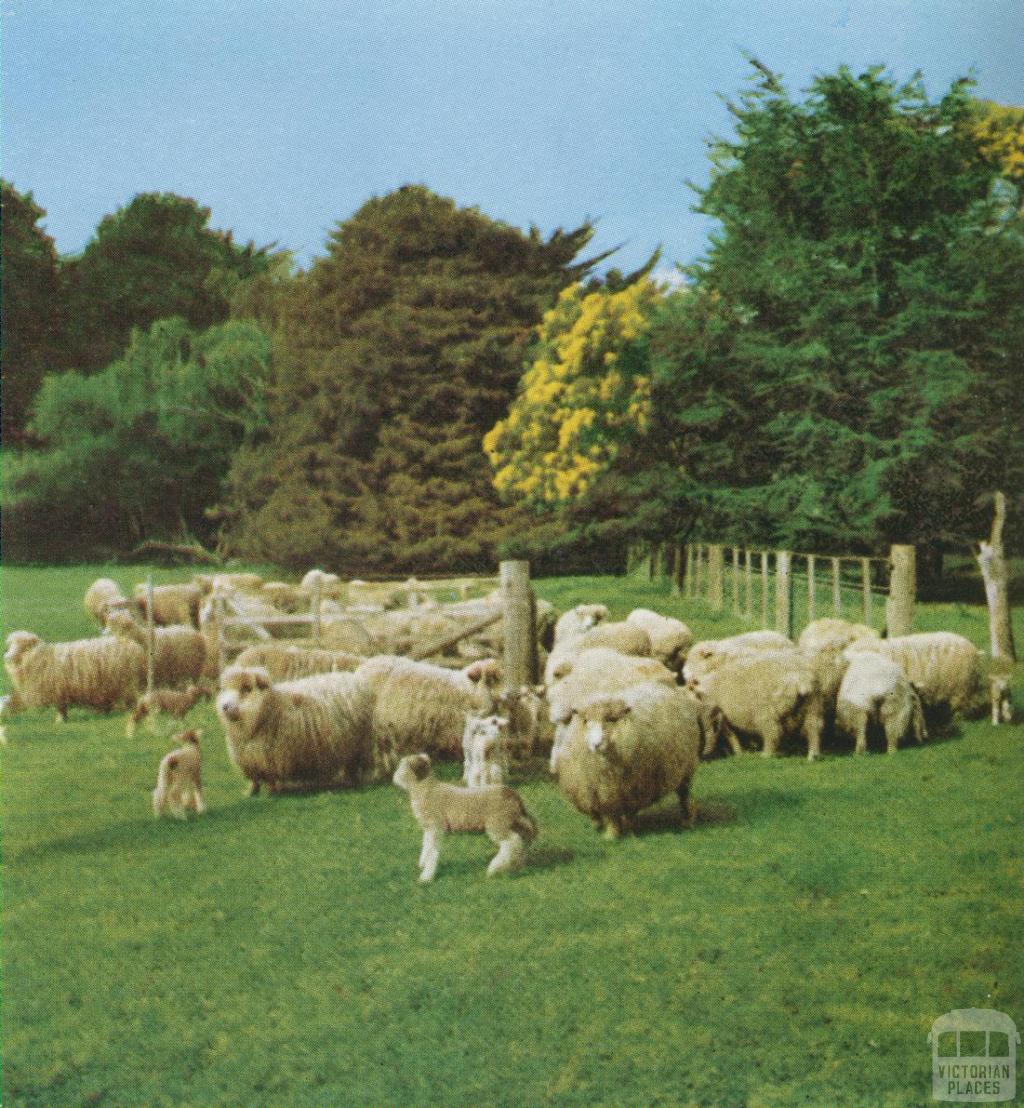 Stud ewes and lambs, Noorat, 1958