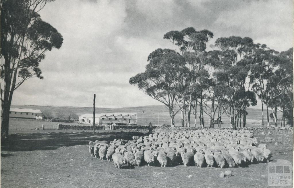 Sheep awaiting shearing, Skipton, 1958