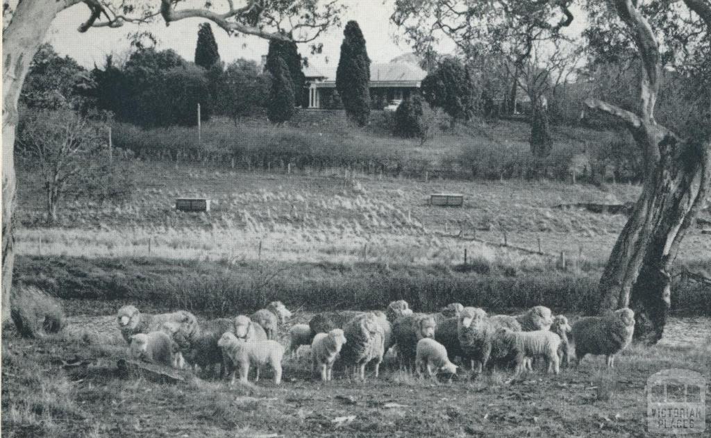 Homestead at Hexham, 1958