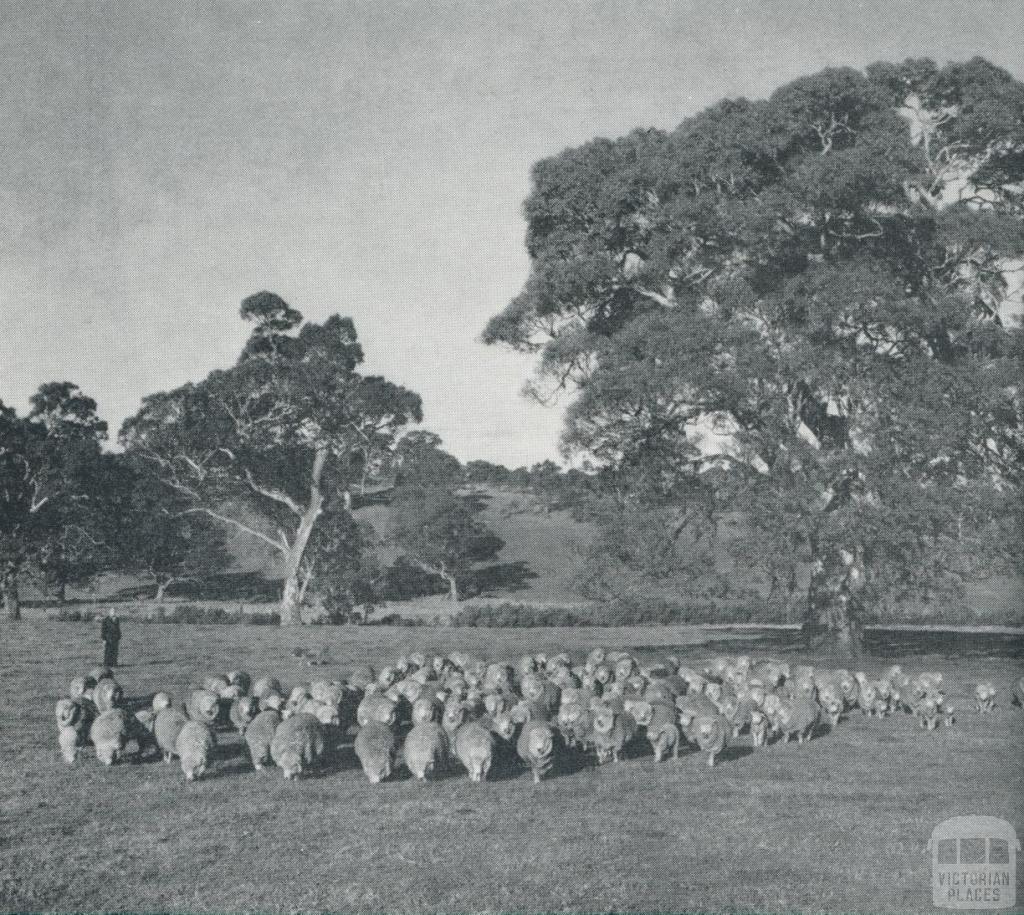 Stud Corriedale ewes and lambs, Harrow, 1958