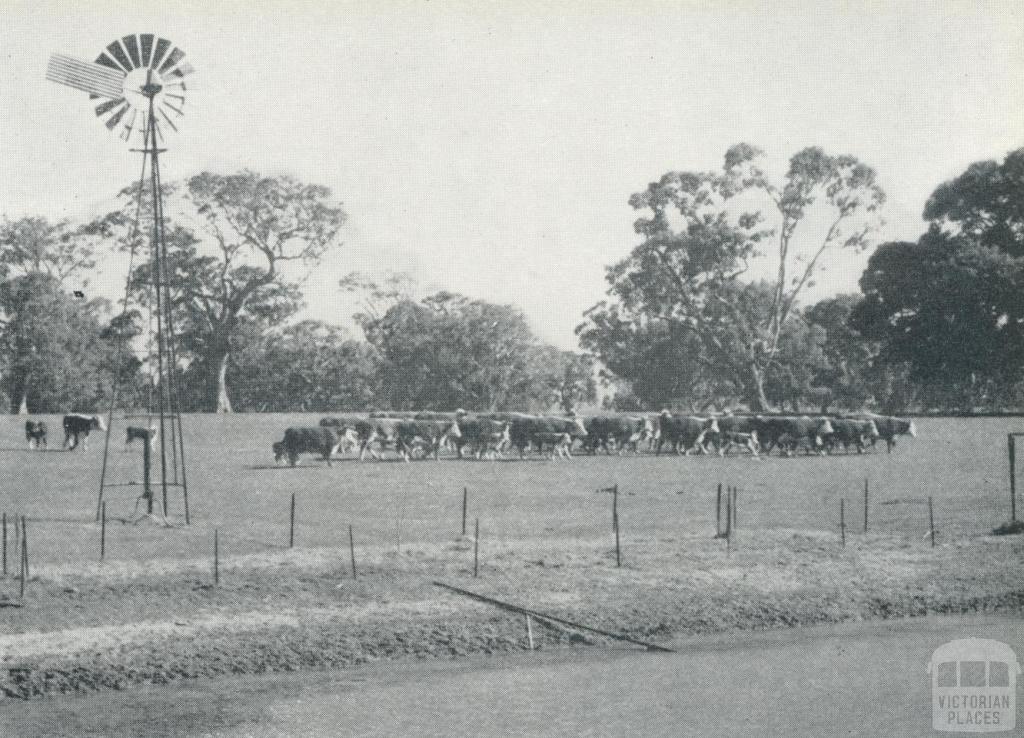 Hereford cattle, Konongwootong, 1958