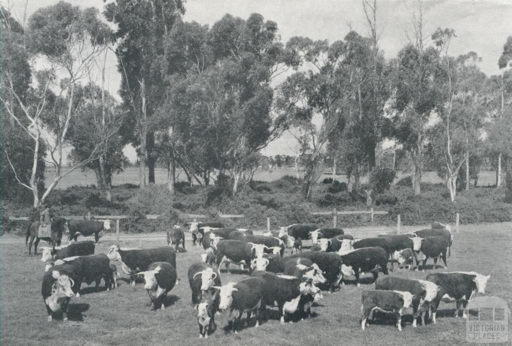 Stud Hereford cows and calves on the Metropolitan Farm, Werribee, 1958