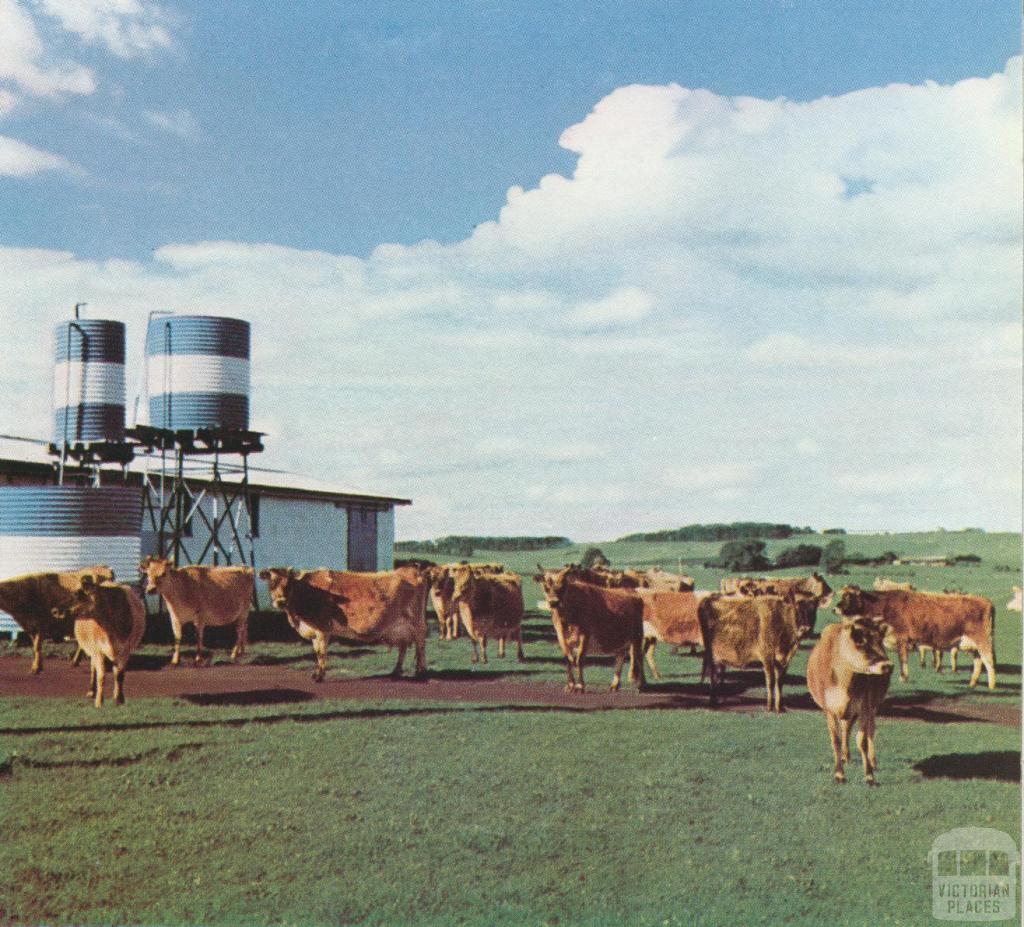 Stud Jersey cows and milking shed, Grassmere, 1958