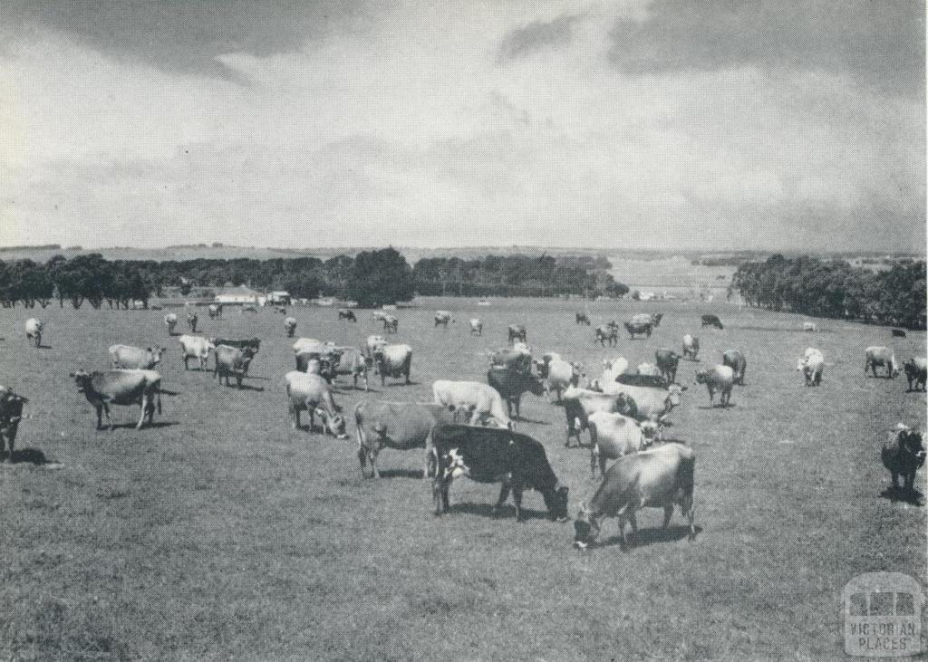 A Grade herd at pasture, Larpent, 1958