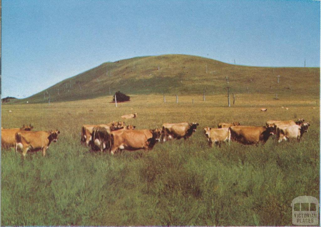 Jersey herd, Panmure, 1958