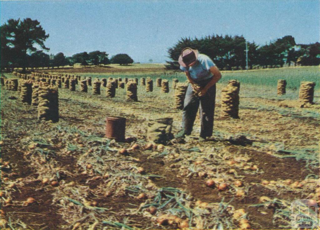 Onion Harvest, Koroit, 1958