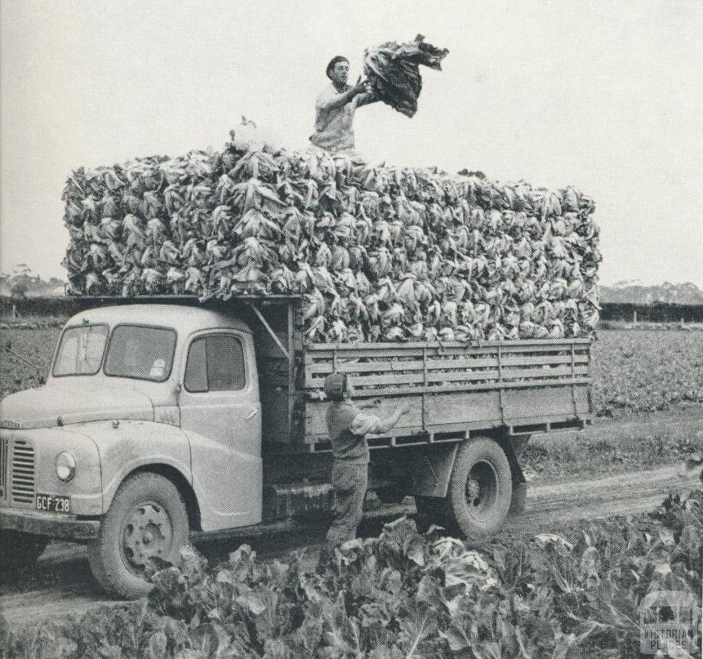 Delivery of Cauliflowers, Werribee, 1958