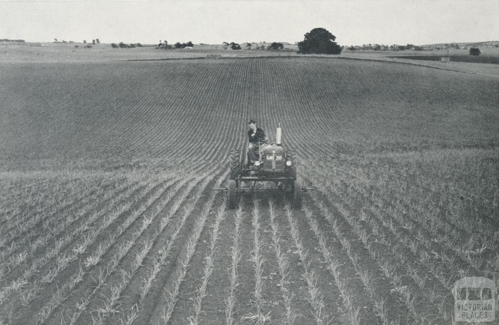 Onion Fields, Alvie, 1958