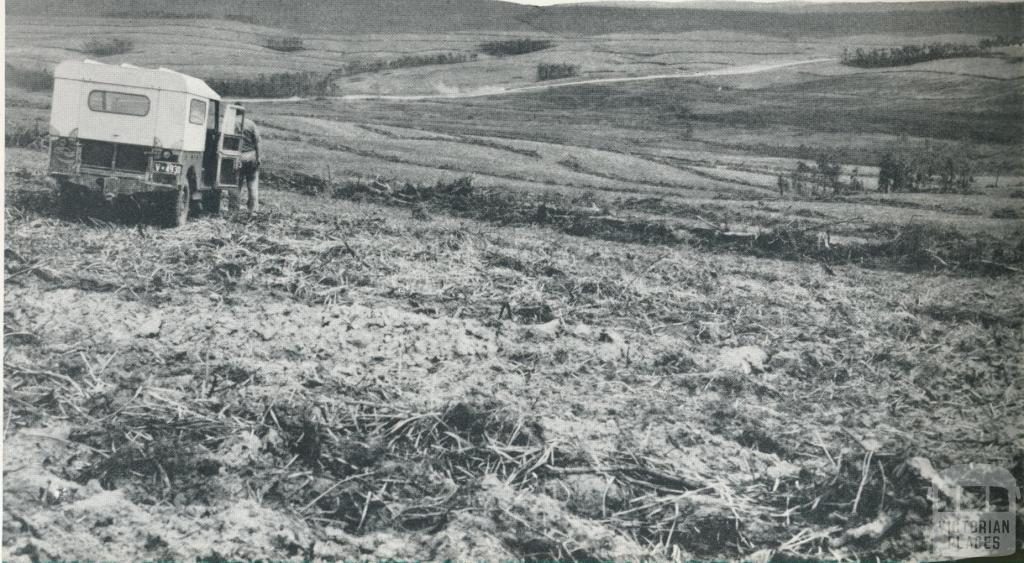 Land clearing for development, Heytesbury, 1958