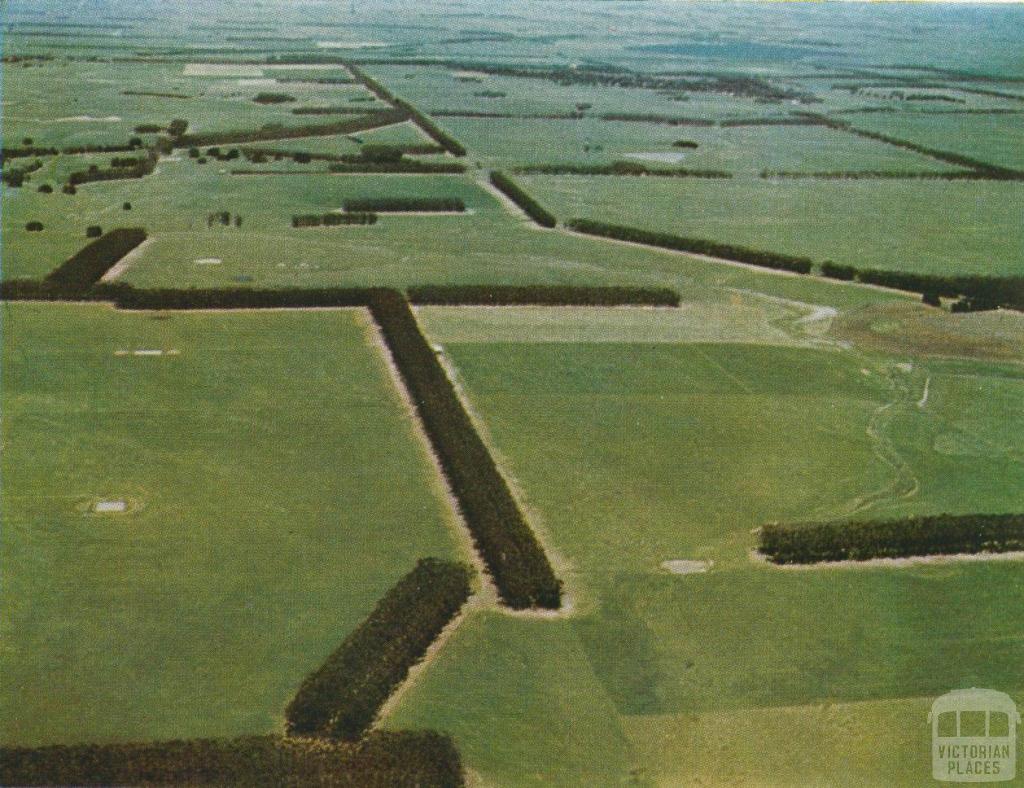 Windbreaks of sugar gums, Lismore, 1958