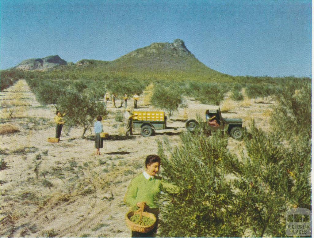 Gathering olives in a plantation, Horsham