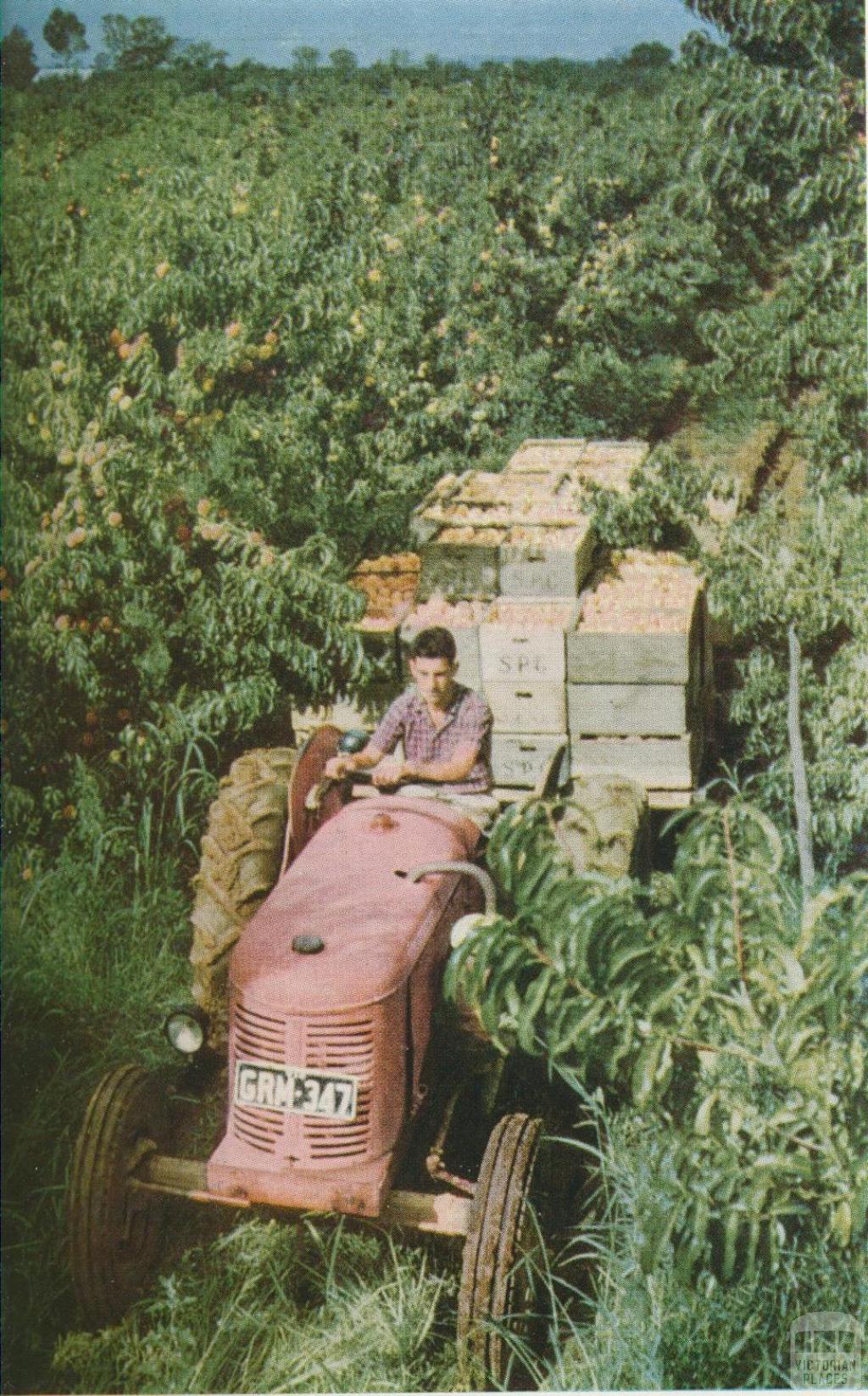 Harvesting peaches, Goulburn Valley, 1958