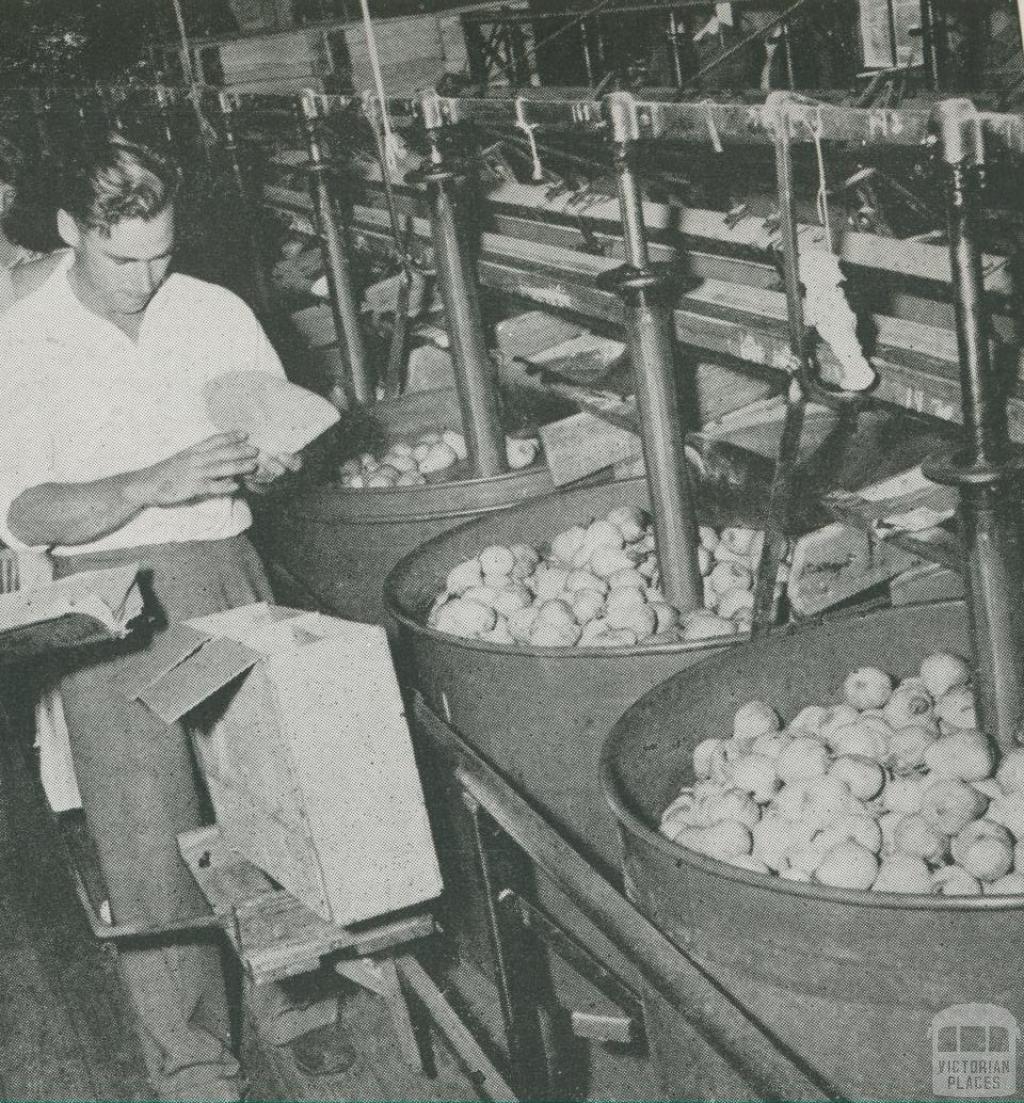 Grading pears, Tyabb, 1955