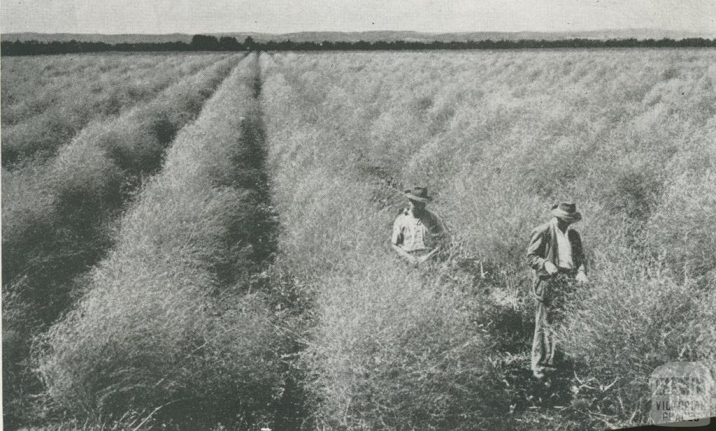 Asparagus crop, Dalmore, 1955