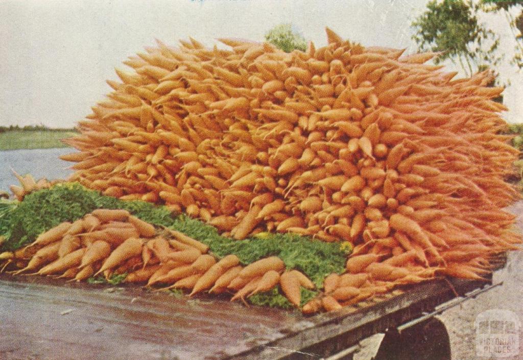 Carrots for the market, Dingley, 1955