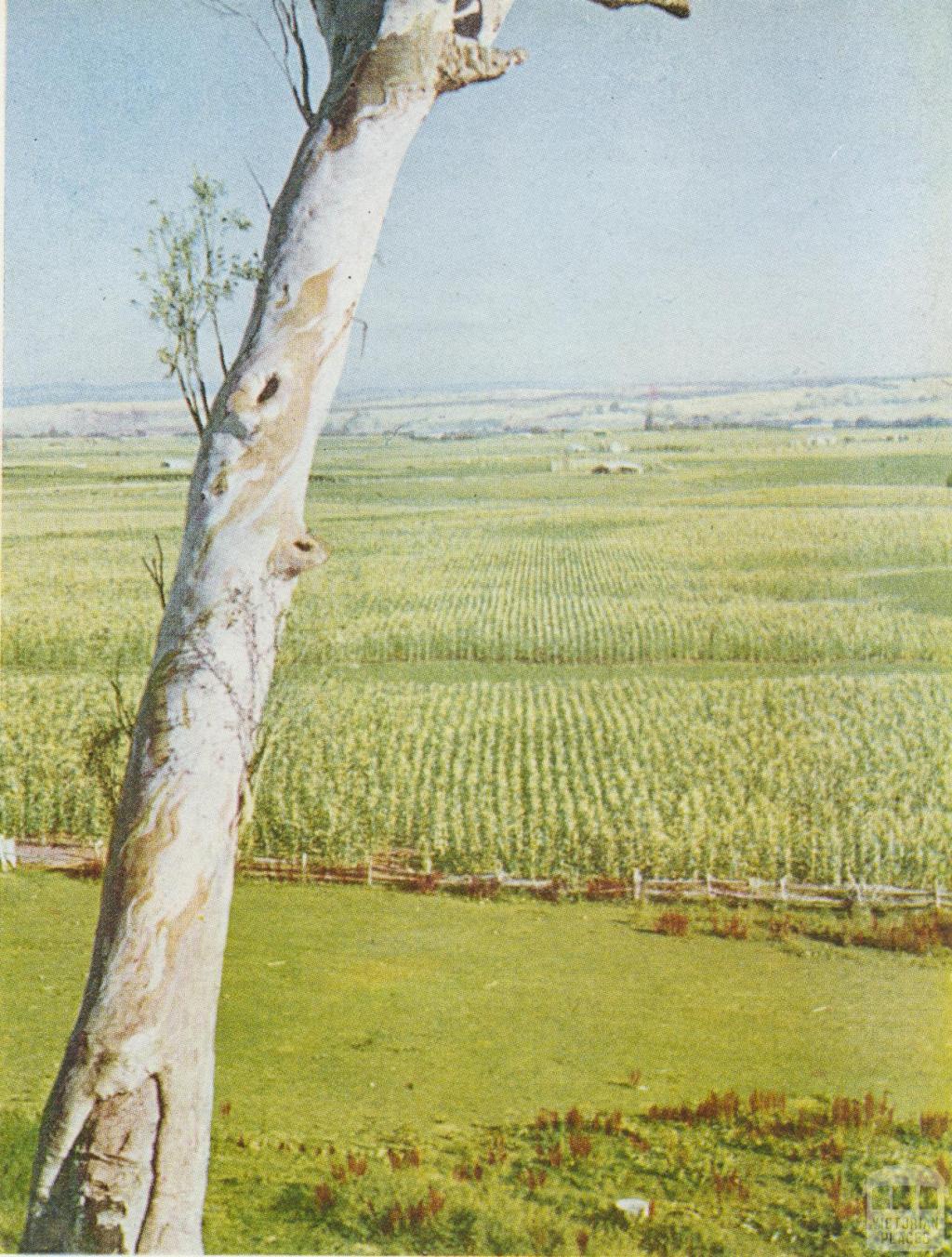 Maize flats, Lindenow, 1955