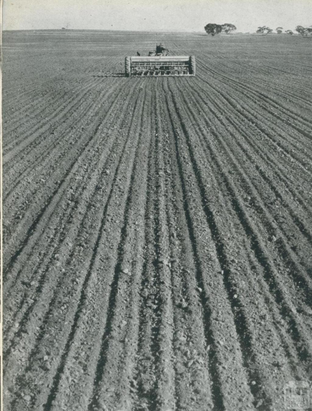 Sowing a wheat crop, Rupanyup, 1955