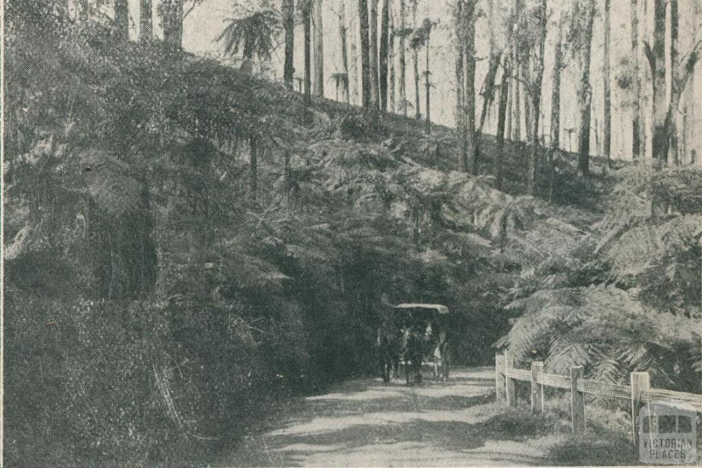 Black Spur Road, Healesville, 1911