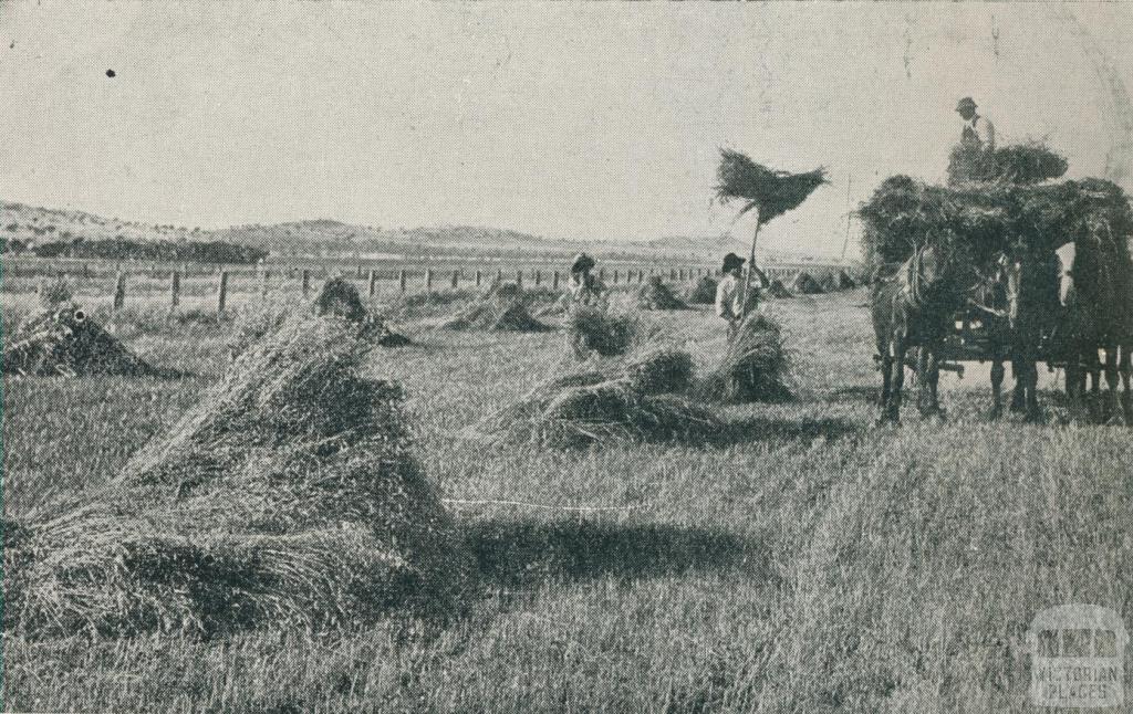 Carting in the crop, Colbinabbin, 1911