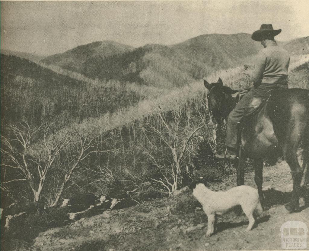 Mount St Bernard, Dargo High Plains, 1950