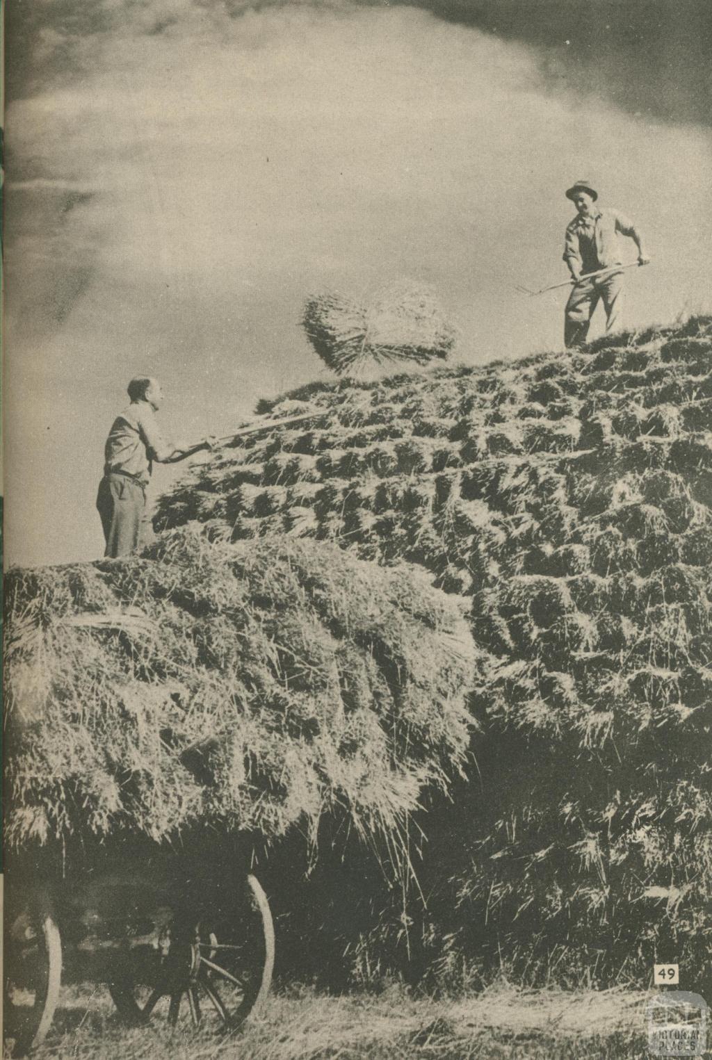 Winter fodder reserves of hay, Langford, Rockbank, 1950