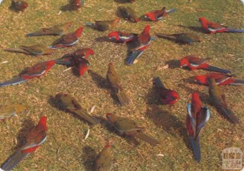 Rosella parrots, a common sight in the Wilson's Promontory National Park