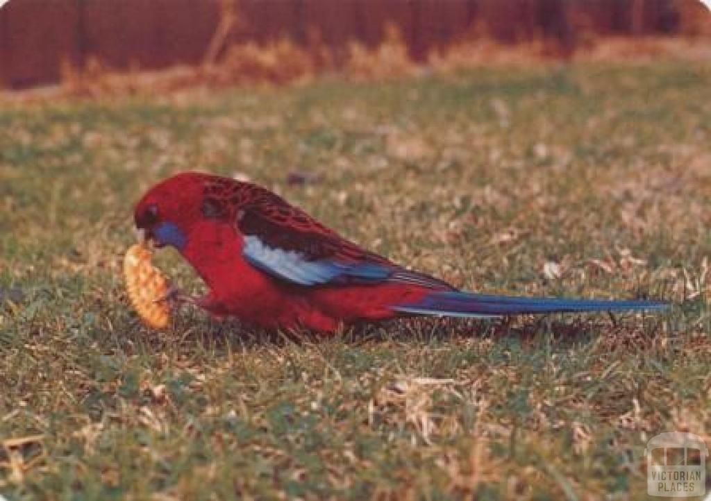 Crimson Rosellas feeding at Tidal River, Wilson's Promontory