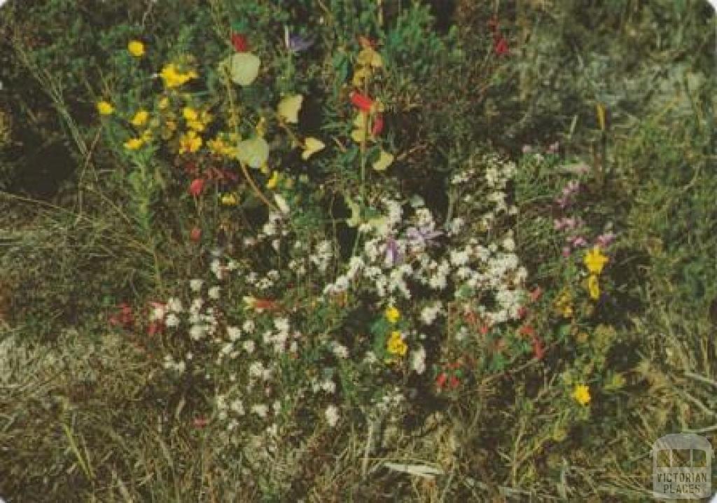 Wildflowers, Wilson's Promontory