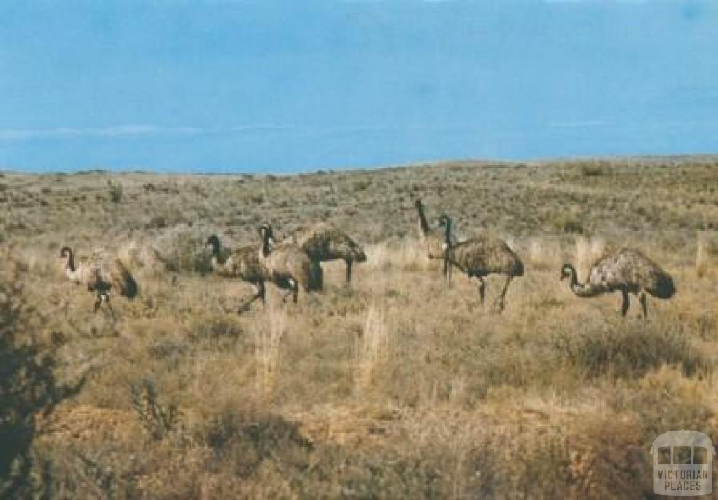 Emus, Wilson's Promontory