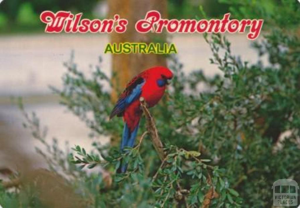 Crimson Rosella, Wilson's Promontory