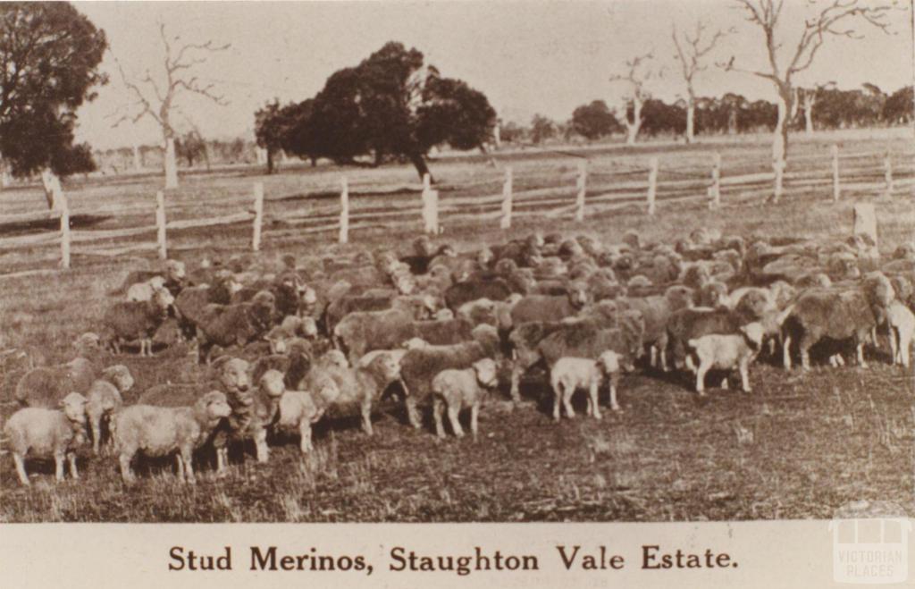 Stud Merinos, Staughton Vale Estate, 1911