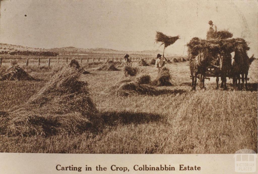 Carting in the crop, Colbinabbin Estate, 1911