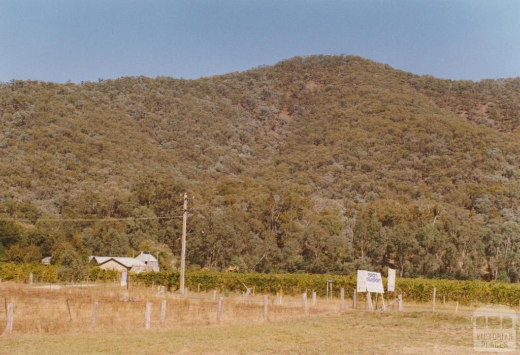 Edi, King Valley vineyard, 2006