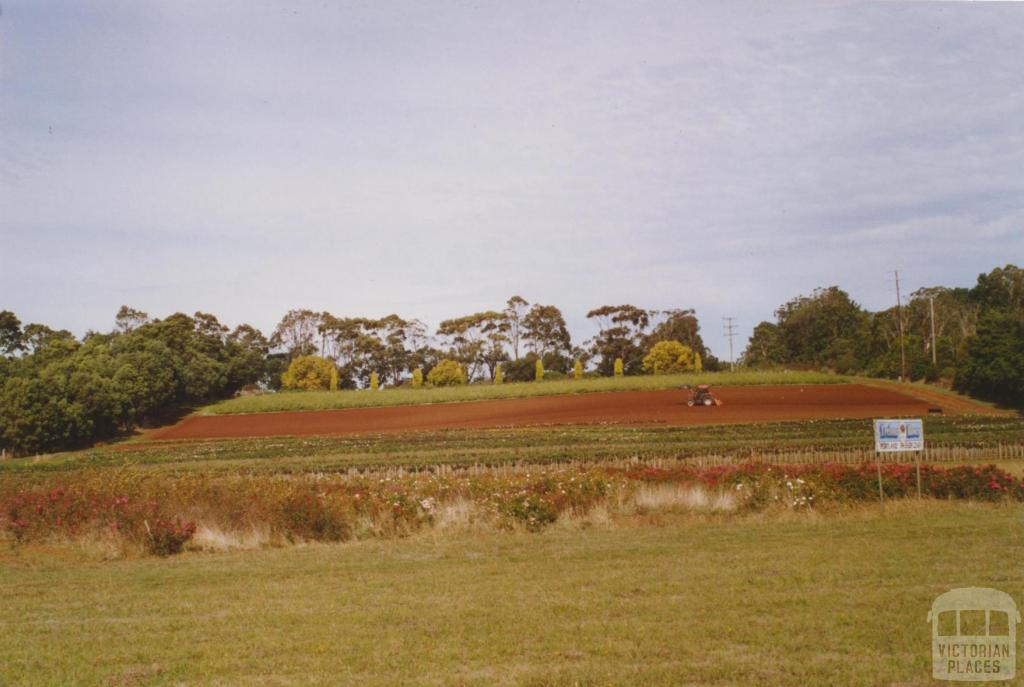 Bolwarra (Western District) flower farm, 2006