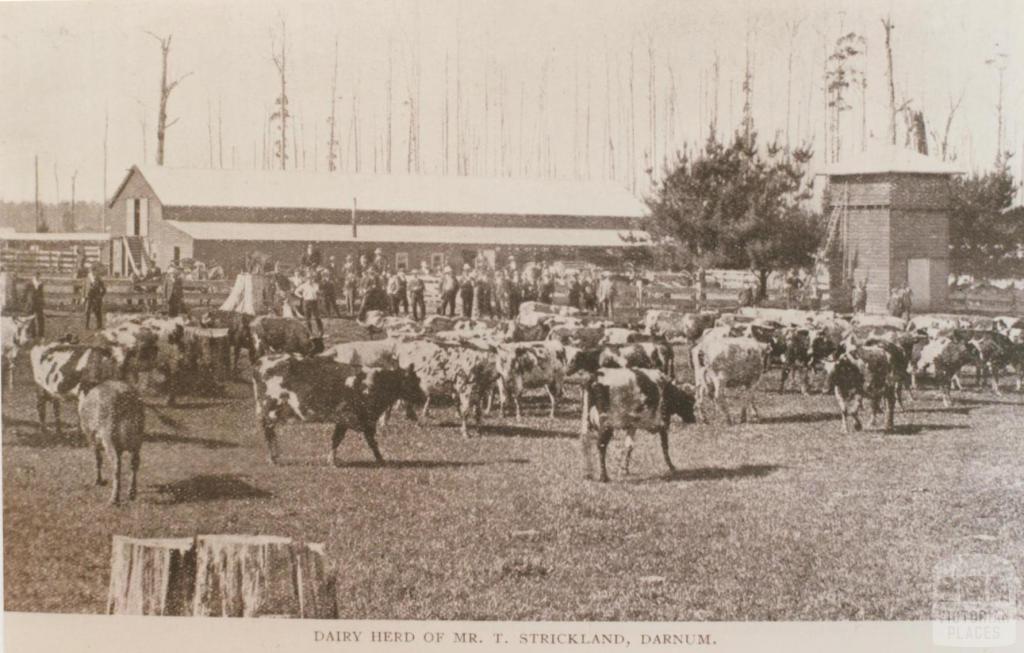 Mr Strickland's dairy herd, Darnum, 1909