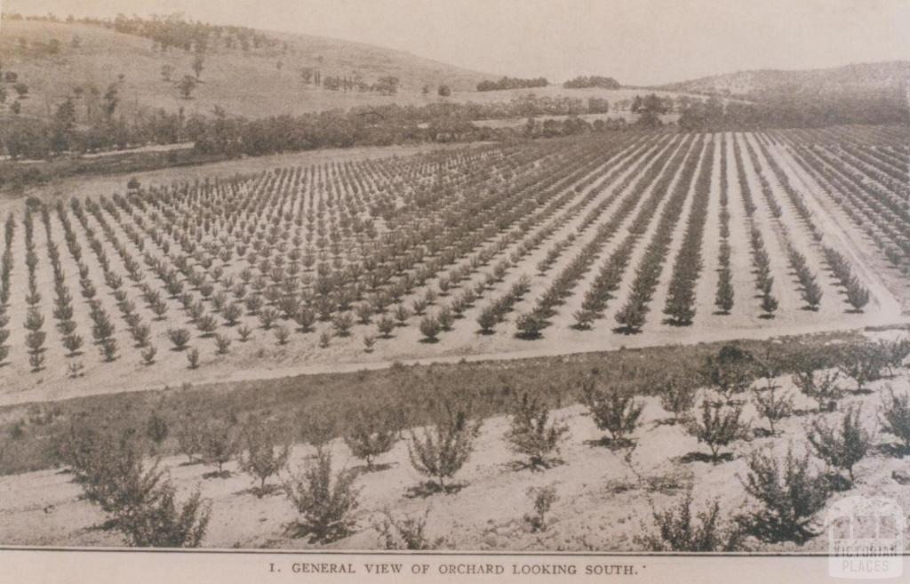 Pakenham, Toomuc Valley orchard, 1911