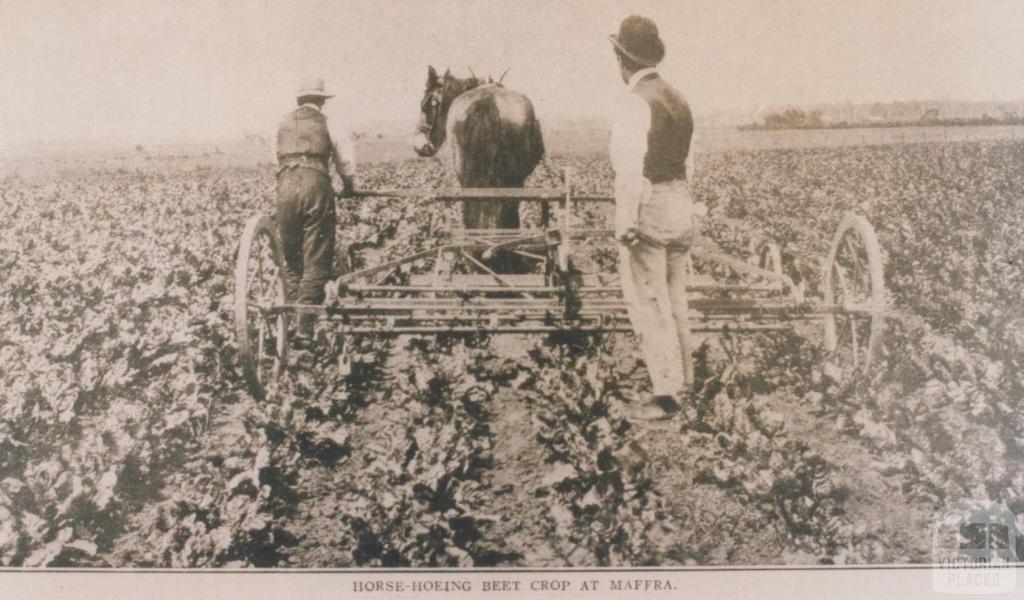 Horse hoeing beet crop at Maffra, 1911