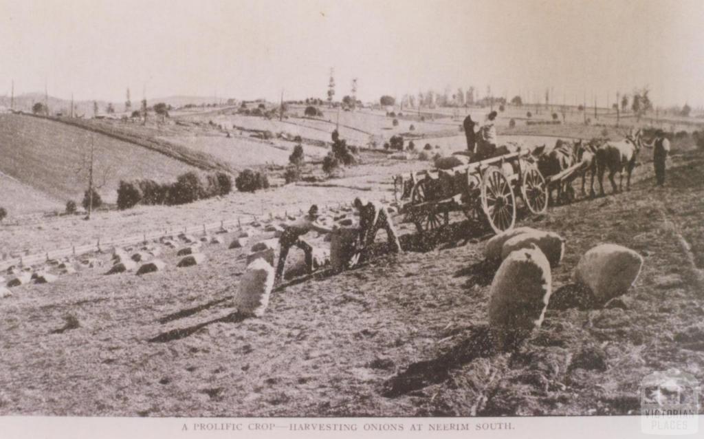 Harvesting onions at Neerim South, 1911