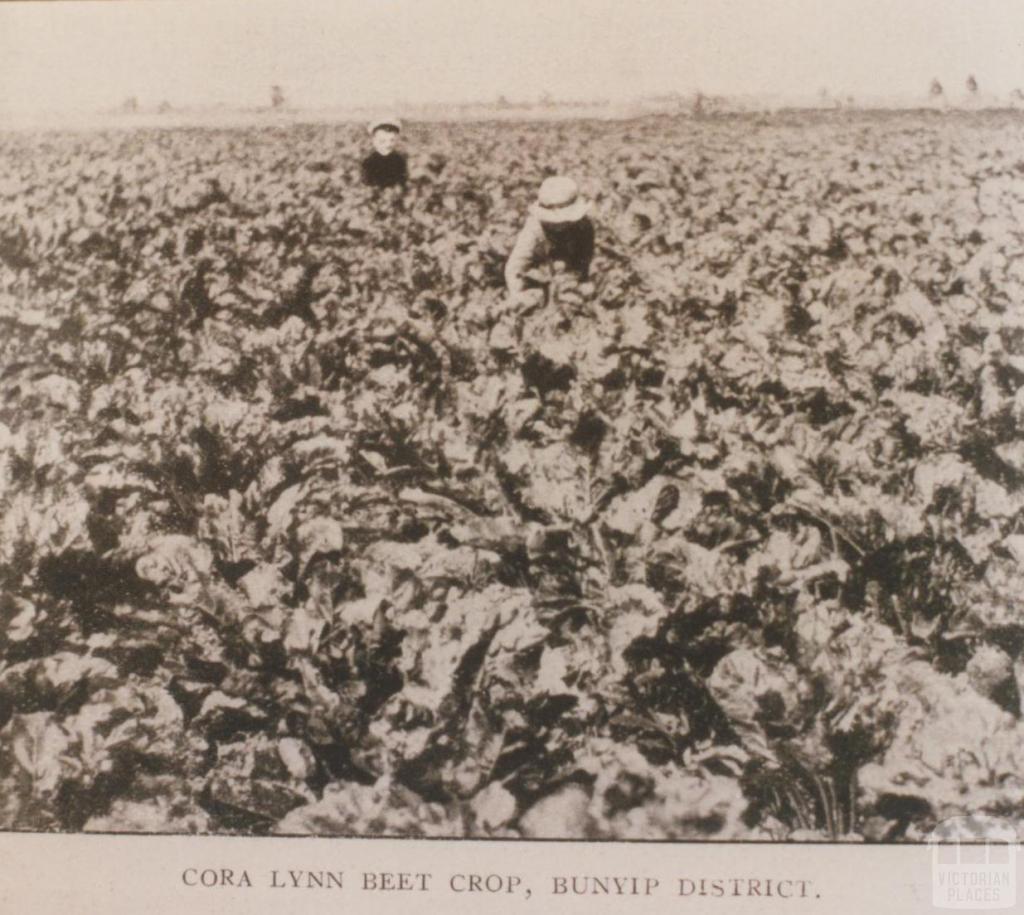 Cora Lynn beet crop, 1912