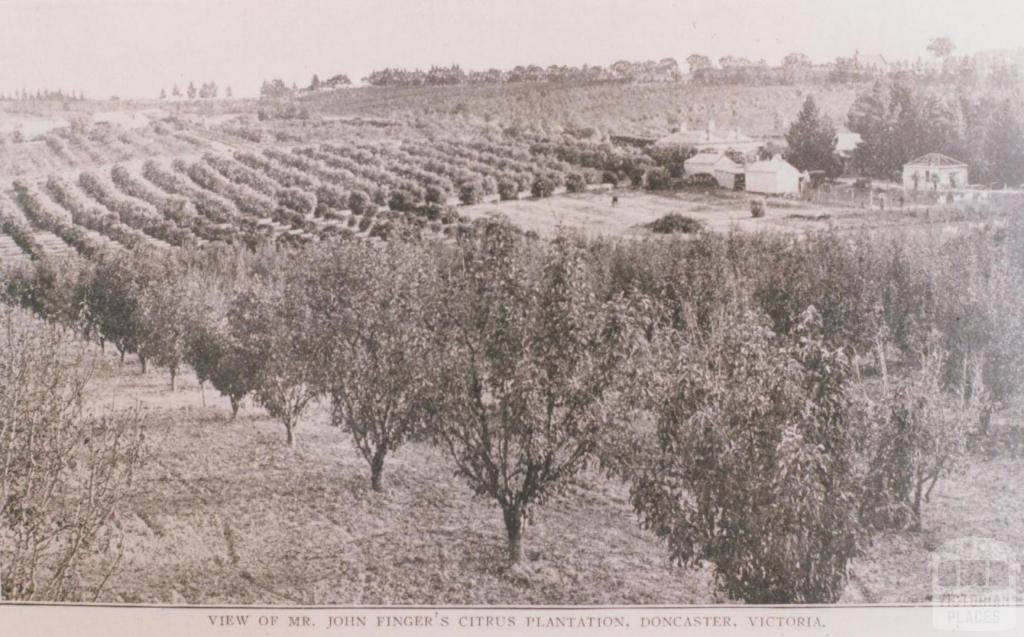 Mr Finger's citrus plantation, Doncaster, 1912