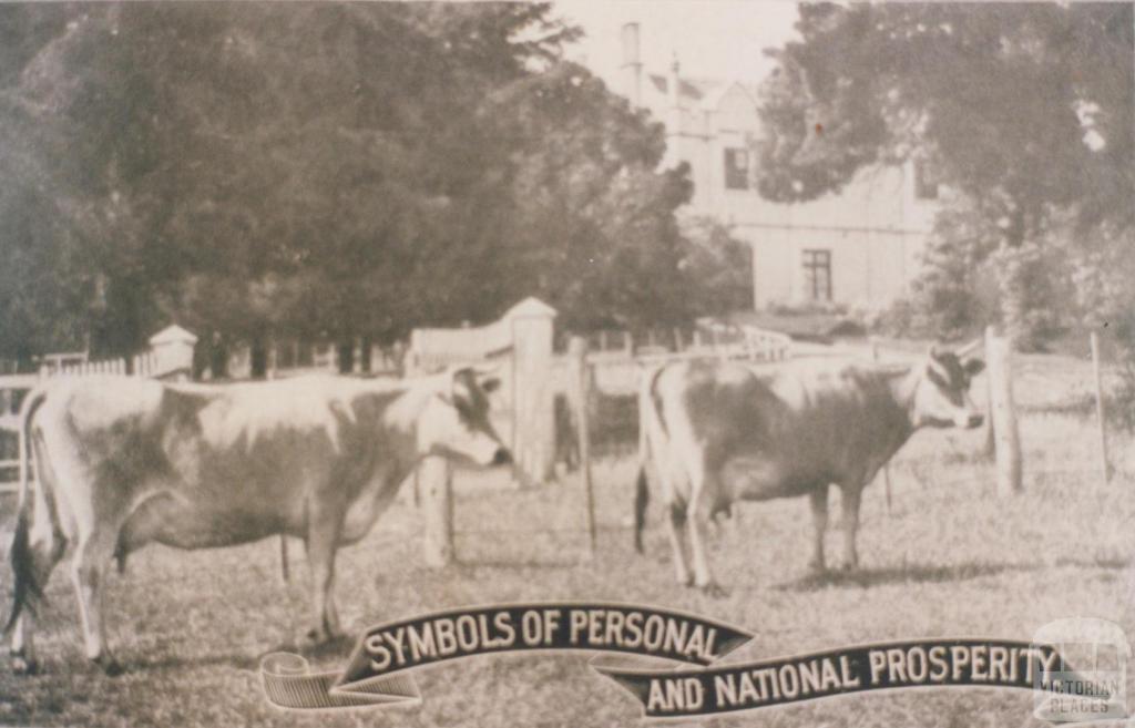 Mr Gordon Lyon's Jerseys, Banyule, 1917