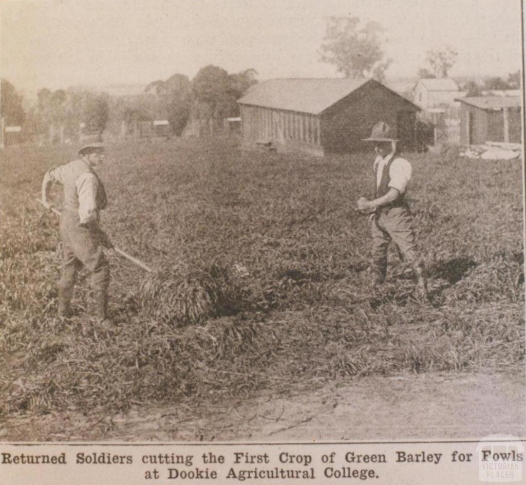 Returned soldiers cutting green barley, Dookie Agricultural College, 1918