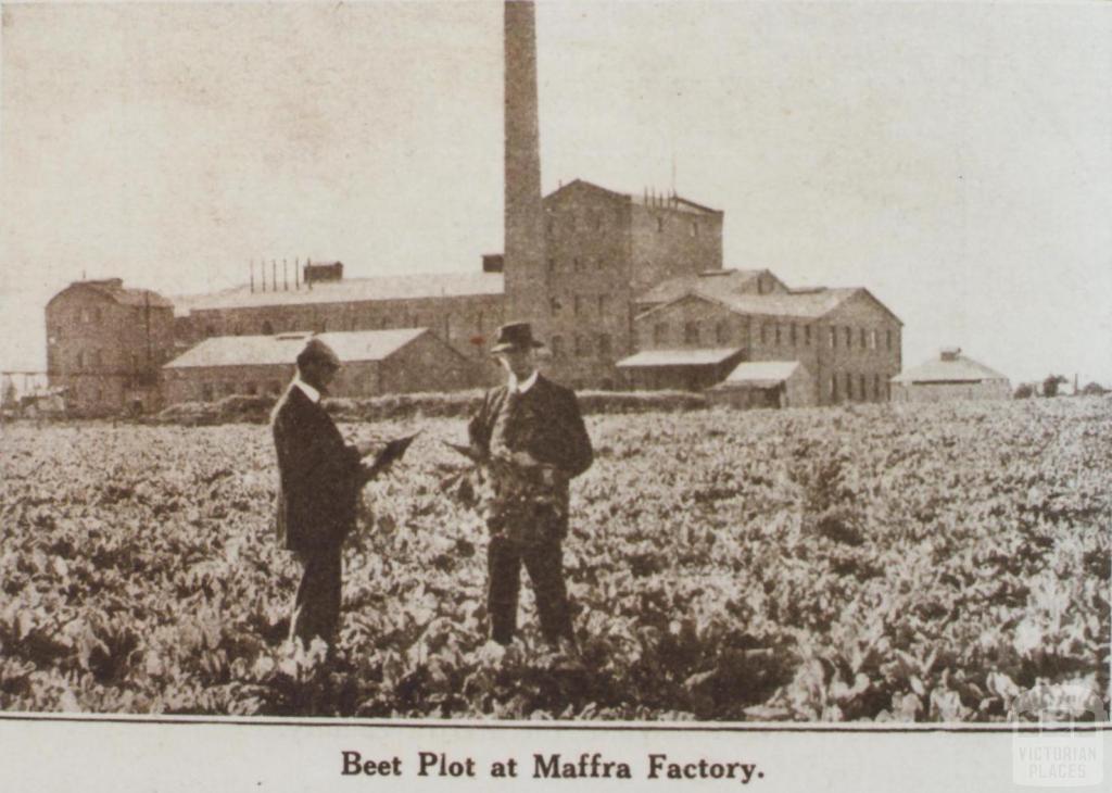 Beet plot at Maffra factory, 1920