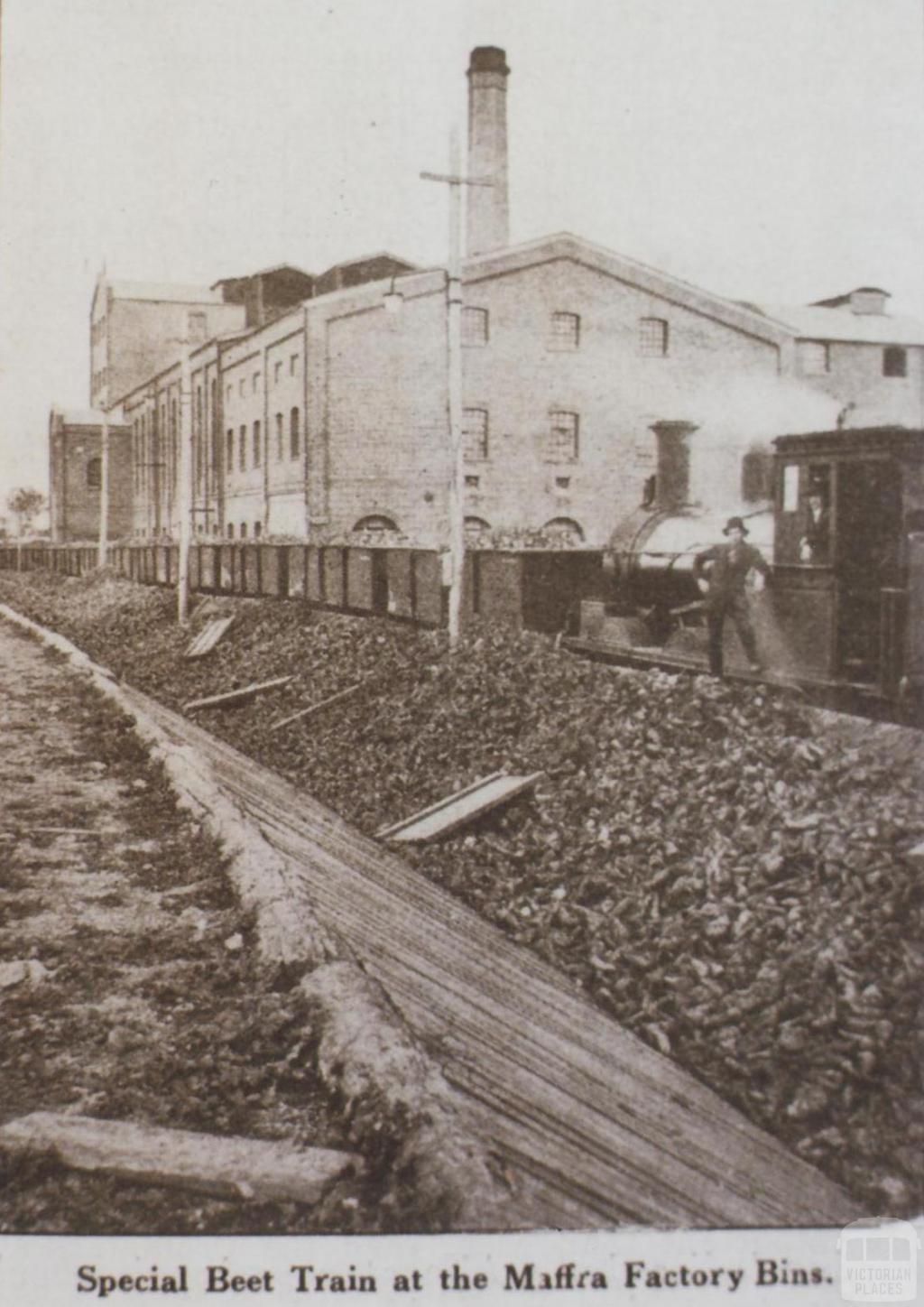 Special beet train at Maffra factory bins, 1920